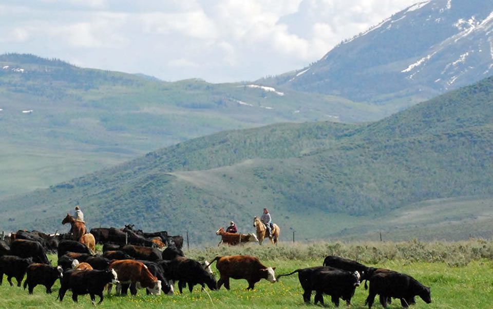 Employment Focus Ranch A Real Working Cattle Ranch in Slater Colorado