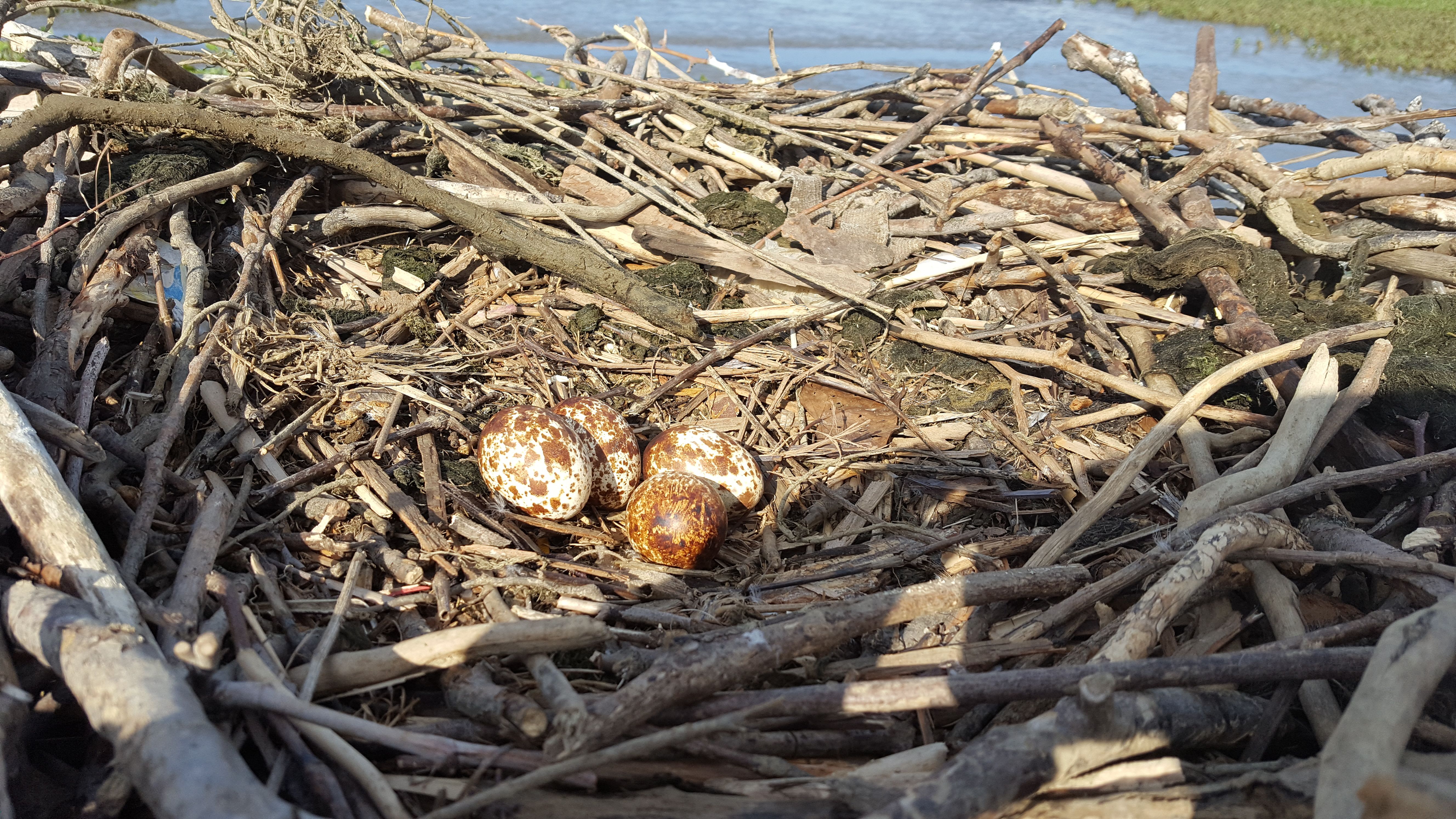 Ospreys Are Resourceful, but Fishing Line Is a Danger Friends of Dyke