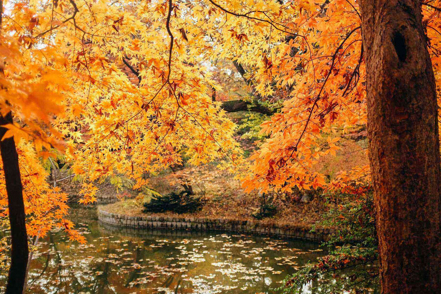 15 Places Around the World to See Fall Foliage Fodors Travel