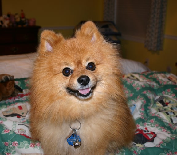 Pepper the Bottle Show Dog