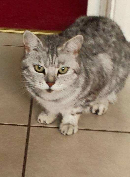 The Folkestone Cat Sitter