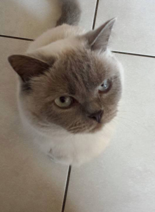 The Folkestone Cat Sitter