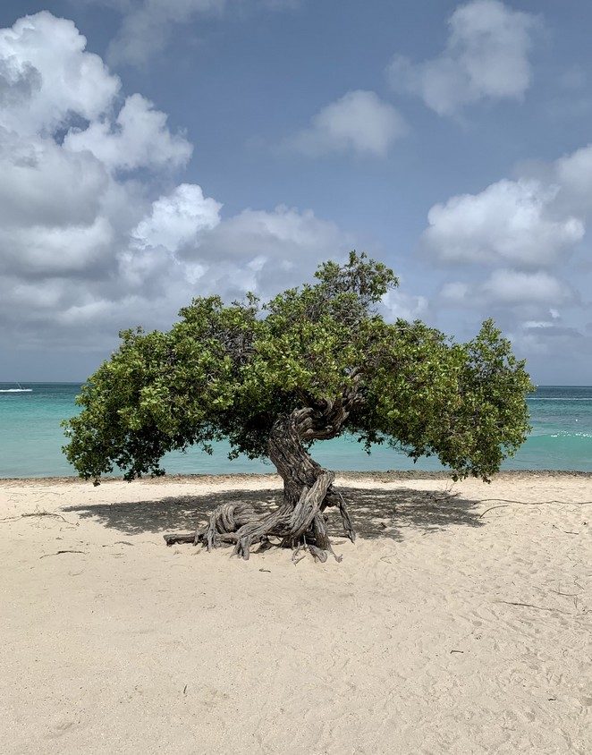 fofoti-tree