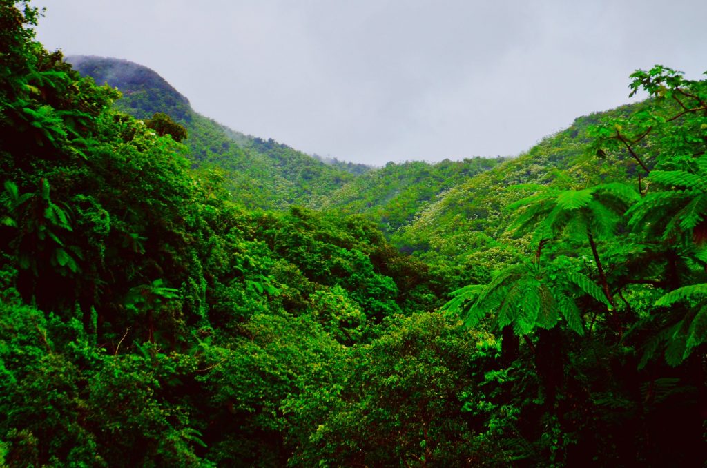 10 Amazing Amazon Rainforest Images Fontica Blog 10 Amazing Amazon Rainforest Images Fontica Blog