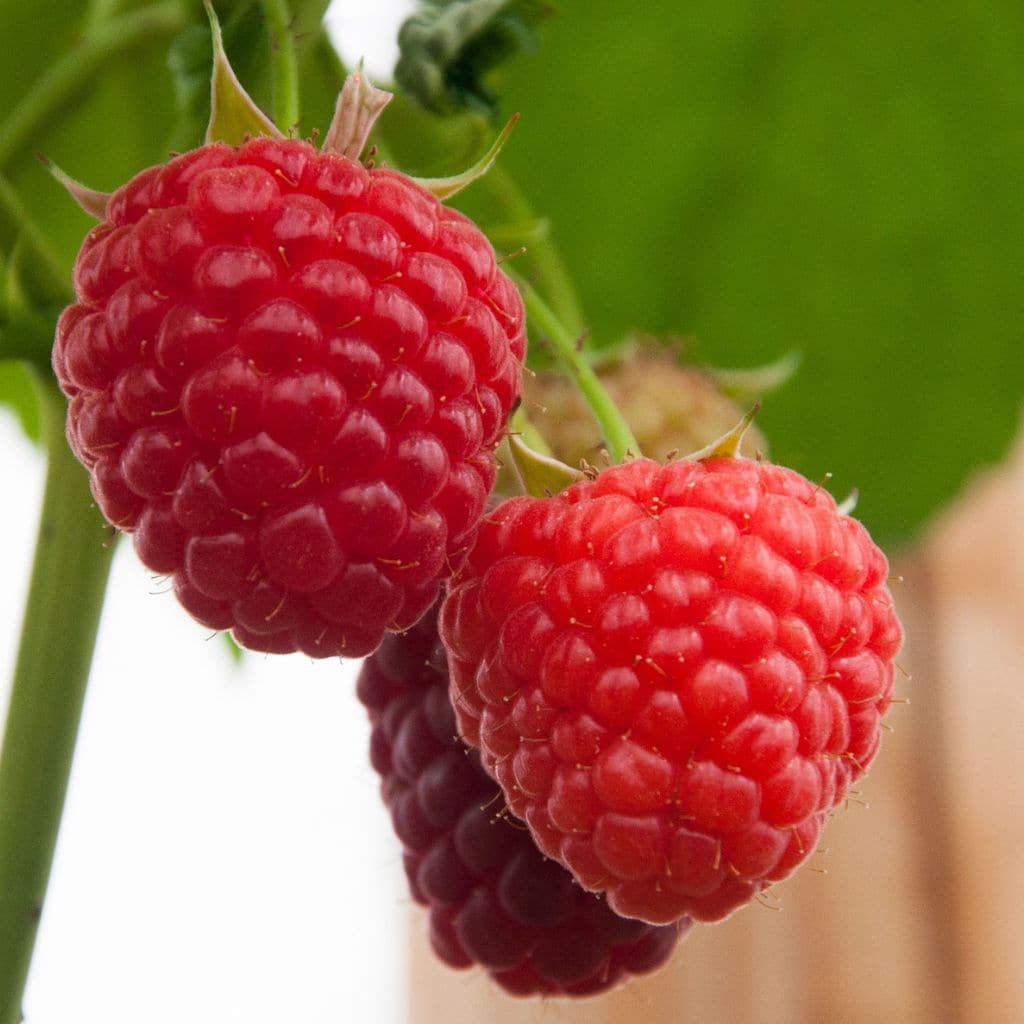 Raspberries For Sale Bare Root Raspberry Plants