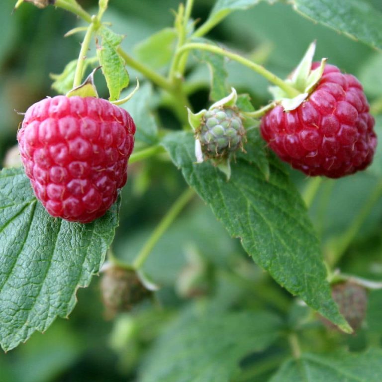 Nova Raspberry Plant For Sale 612" Bareroot Organic
