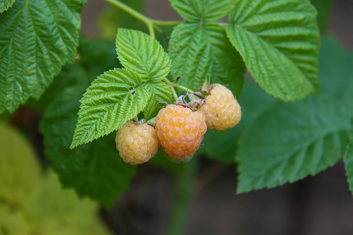 Yellow Raspberries For Sale Bare Root Raspberry Plants