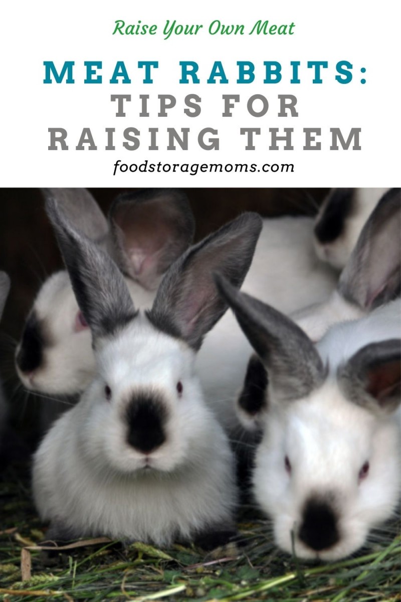 Meat Rabbits Tips for Raising Them Food Storage Moms