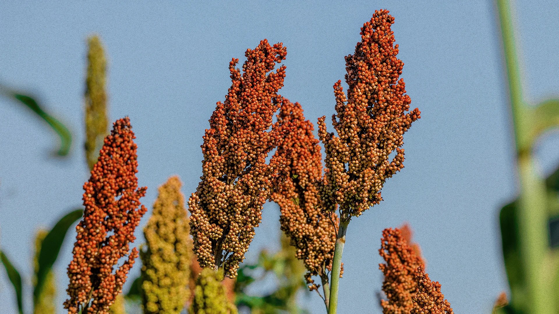 2023 is The International ‘Year of Millets’ Here’s Why They Matter