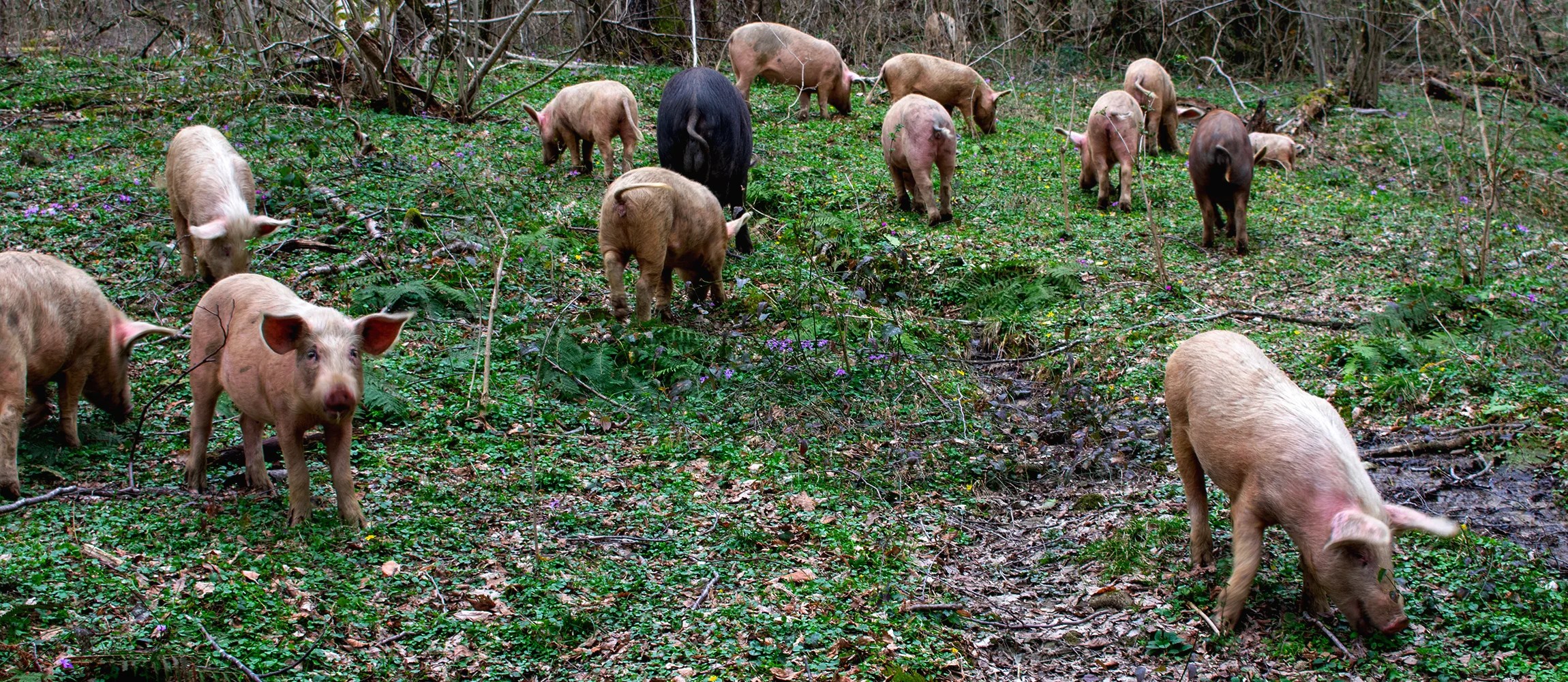 How Truffles Are Grown And What Makes Them So Special FoodUnfolded