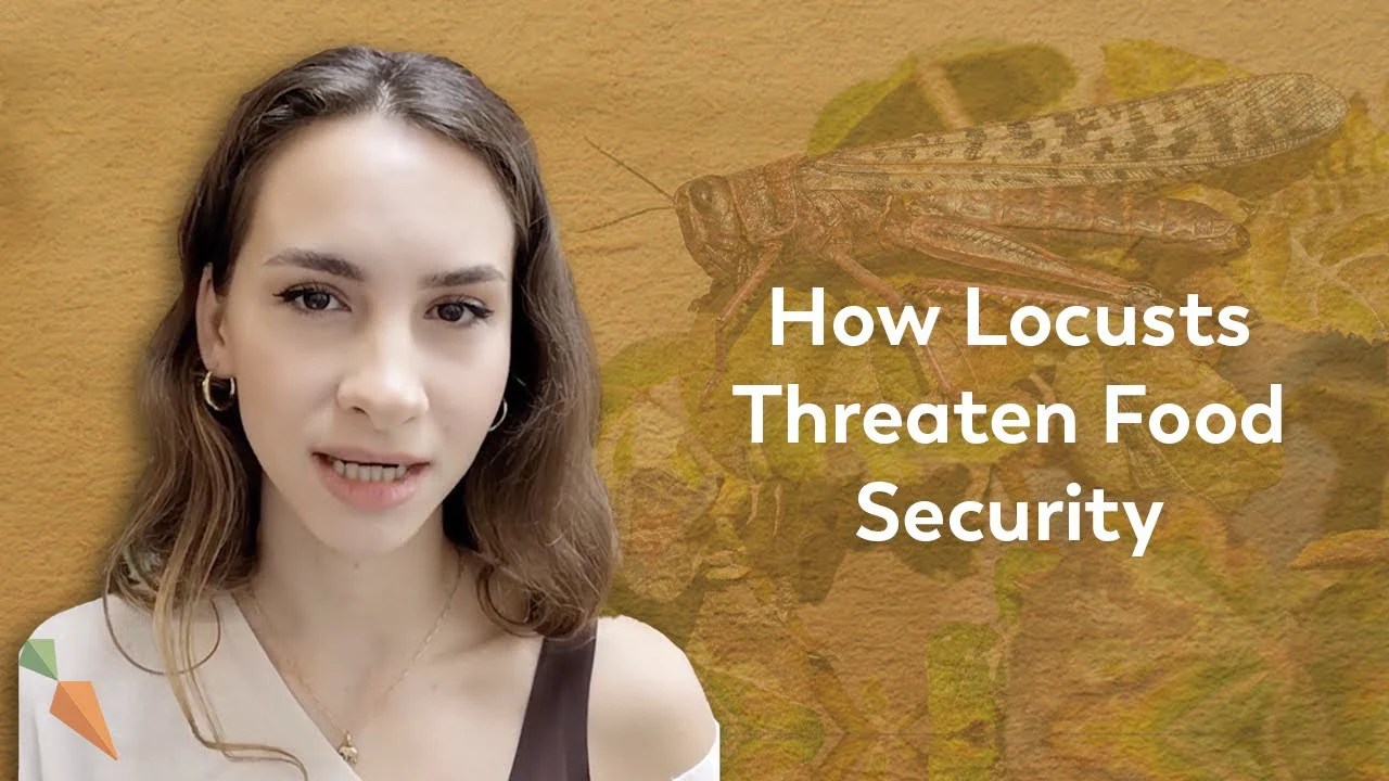 Why Were Locusts Swarming In East Africa? FoodUnfolded