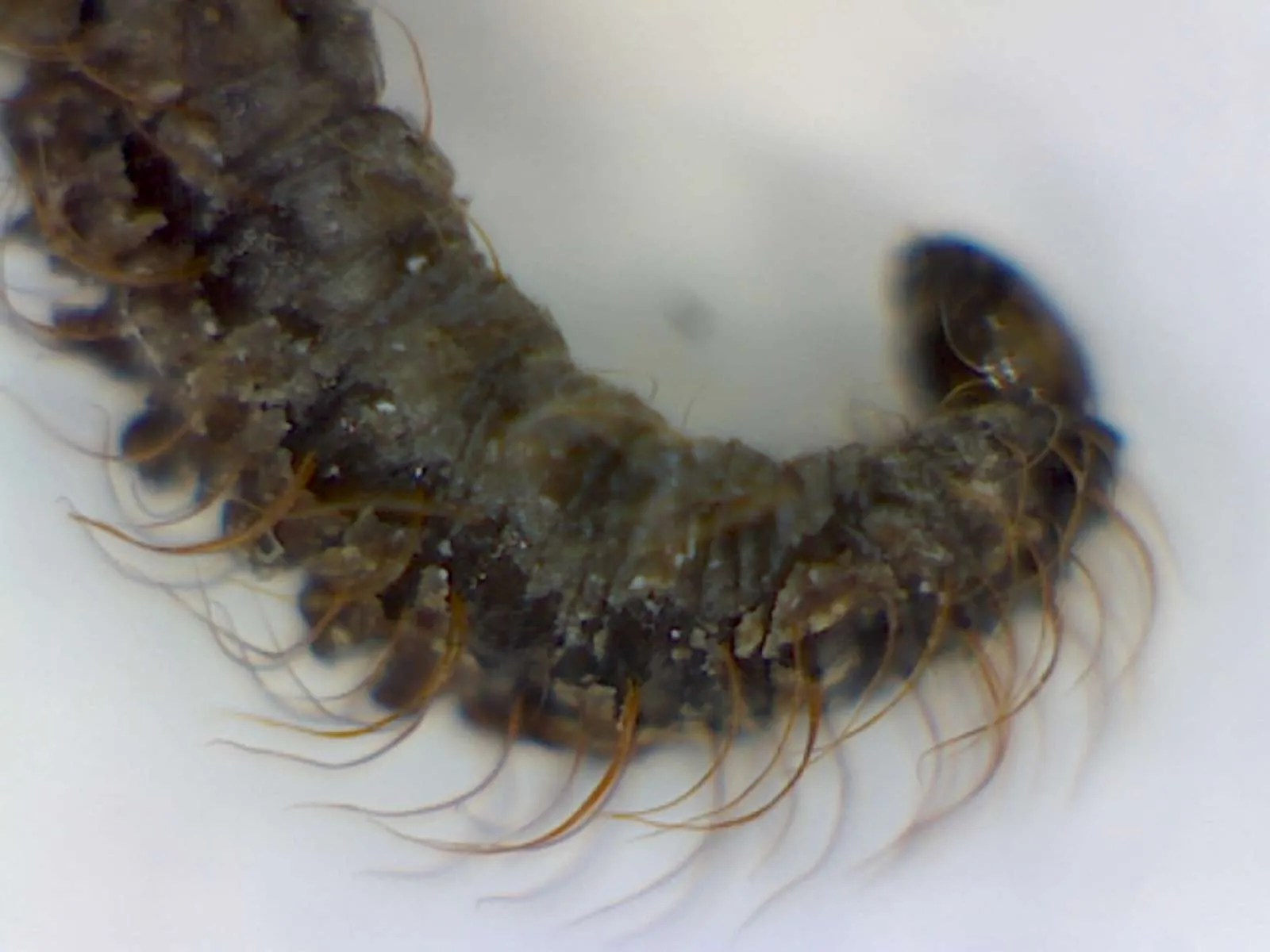 Drain Fly Larvae Foothill Sierra Pest Control