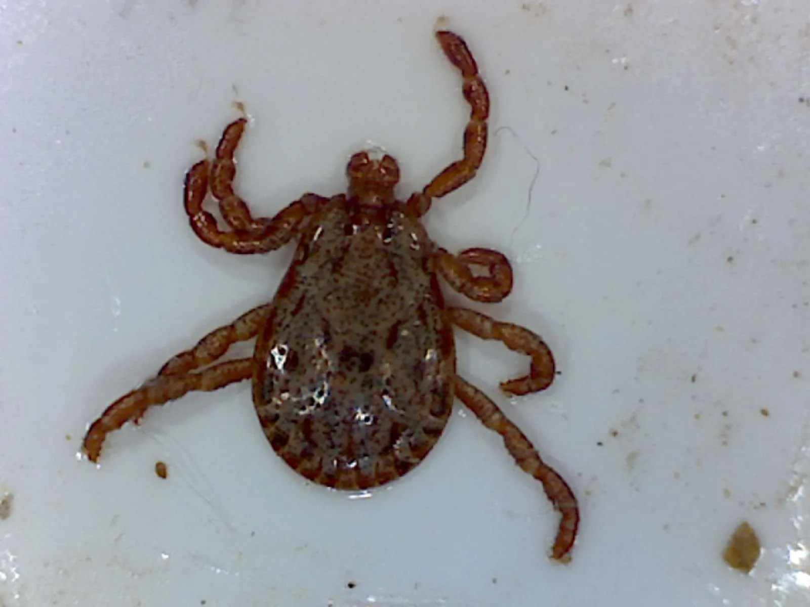 Male Pacific Coast Tick Foothill Sierra Pest Control