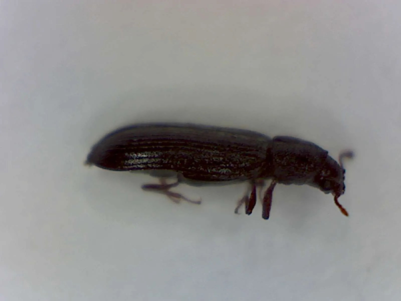 Powder Post Beetles Foothill Sierra Pest Control