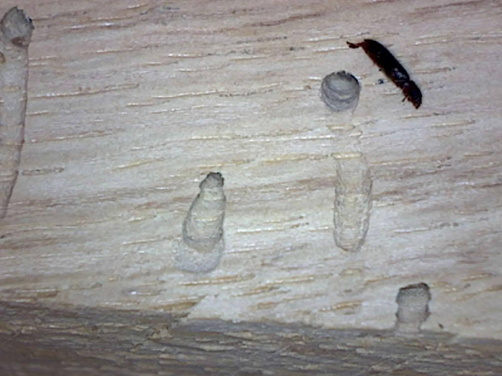 Powder Post Beetles Foothill Sierra Pest Control