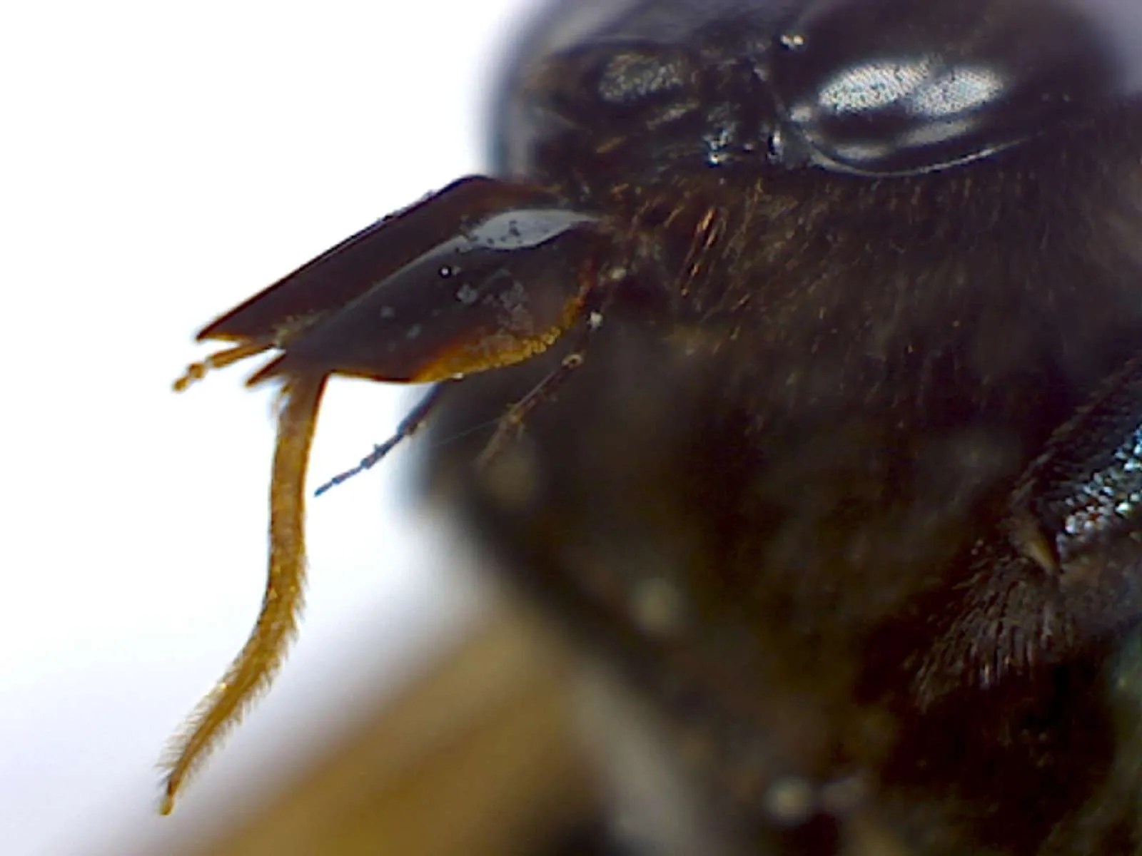 Carpenter bee Foothill Sierra Pest Control