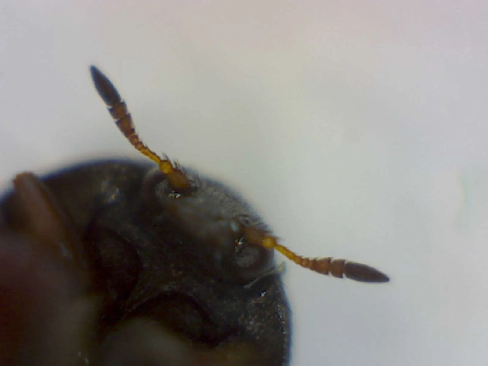Black carpet beetle Foothill Sierra Pest Control