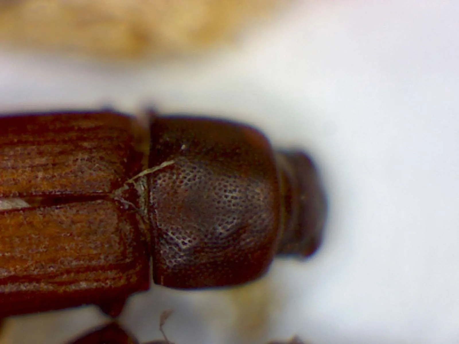 Red Flour Beetles Foothill Sierra Pest Control
