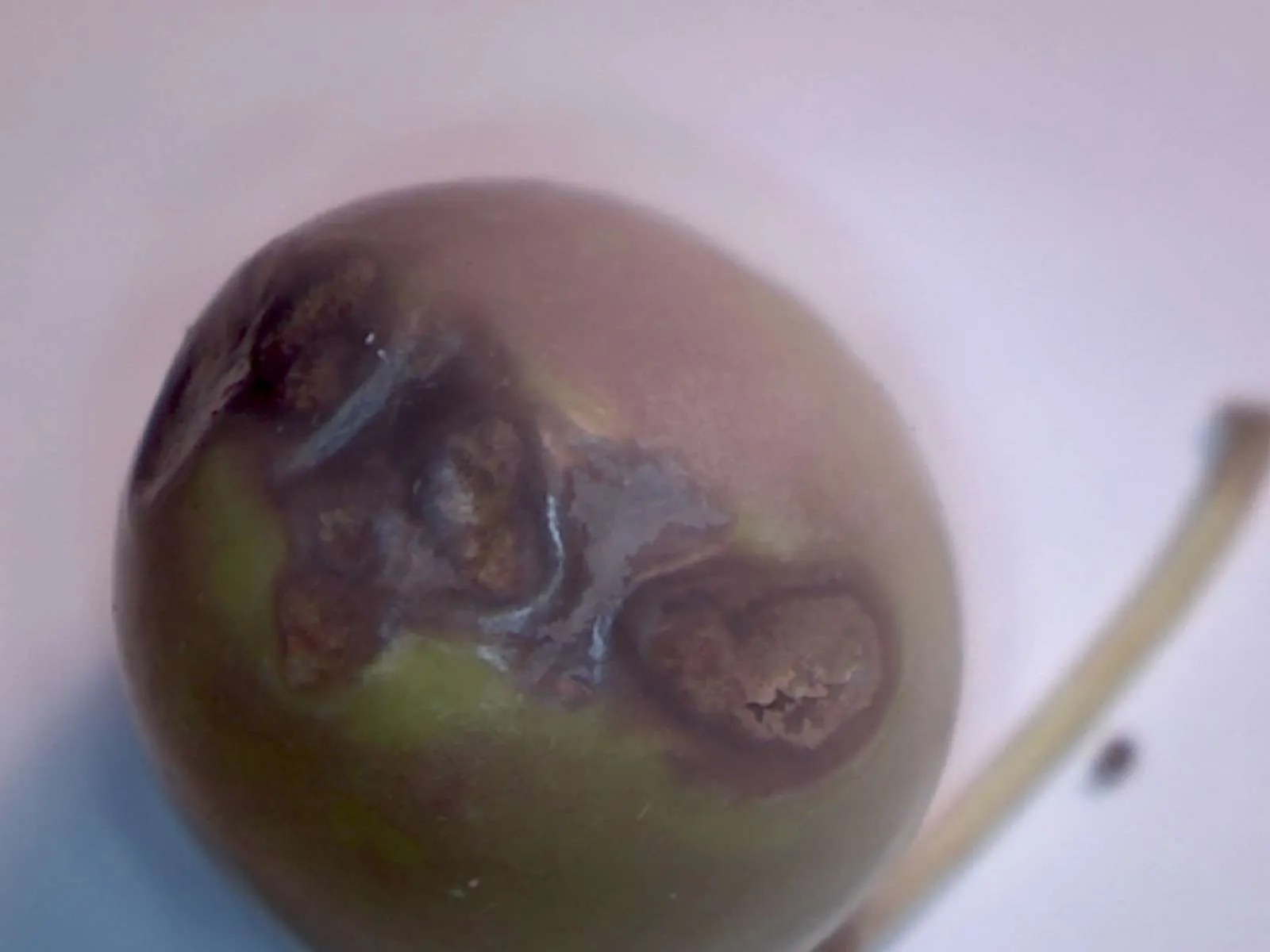 Olive fruit fly damage Foothill Sierra Pest Control