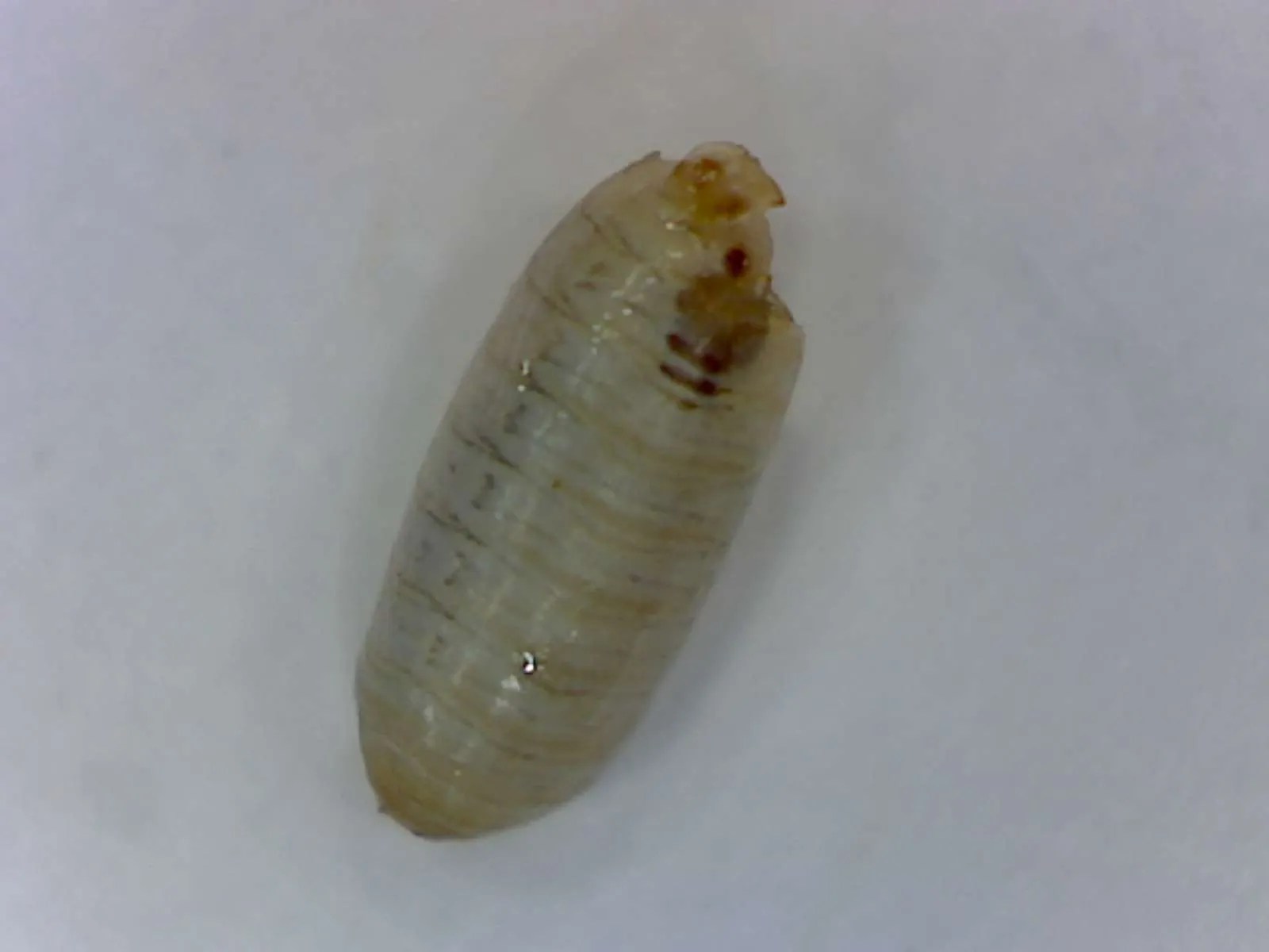 Olive fruit fly damage Foothill Sierra Pest Control