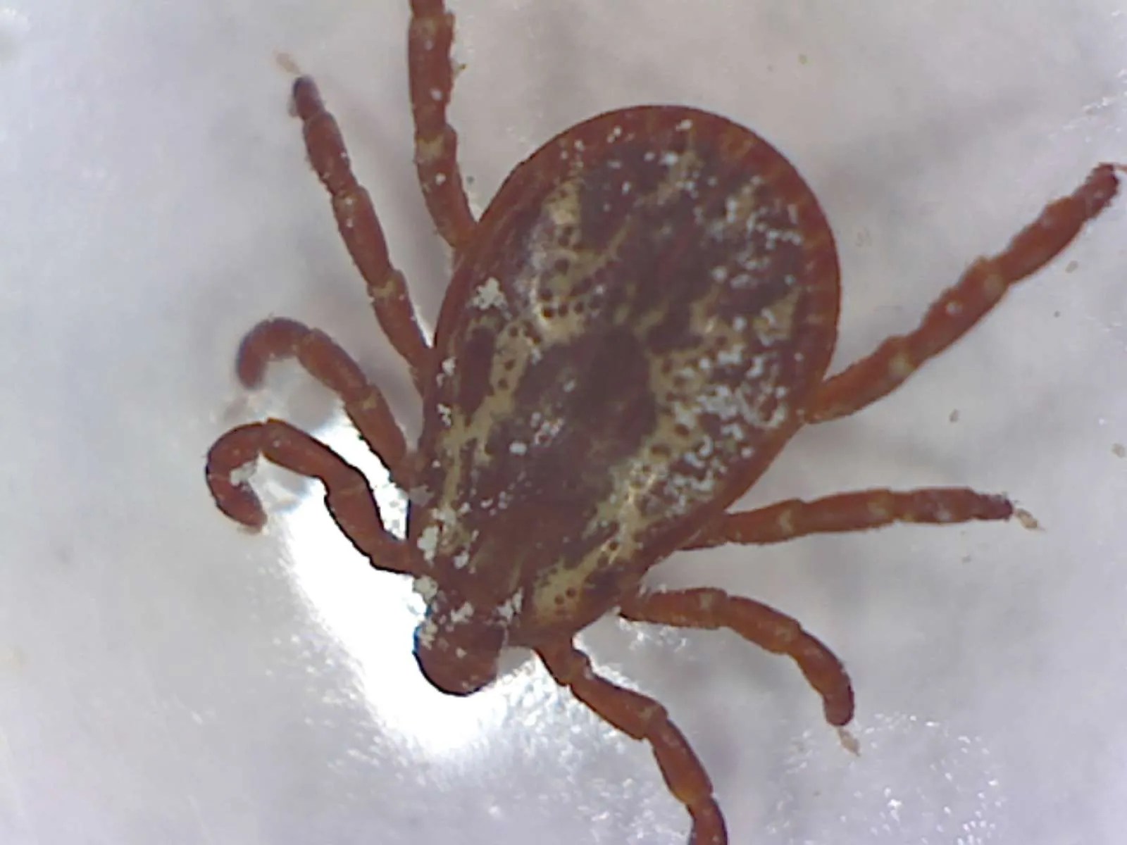 Male Pacific Coast Tick Foothill Sierra Pest Control