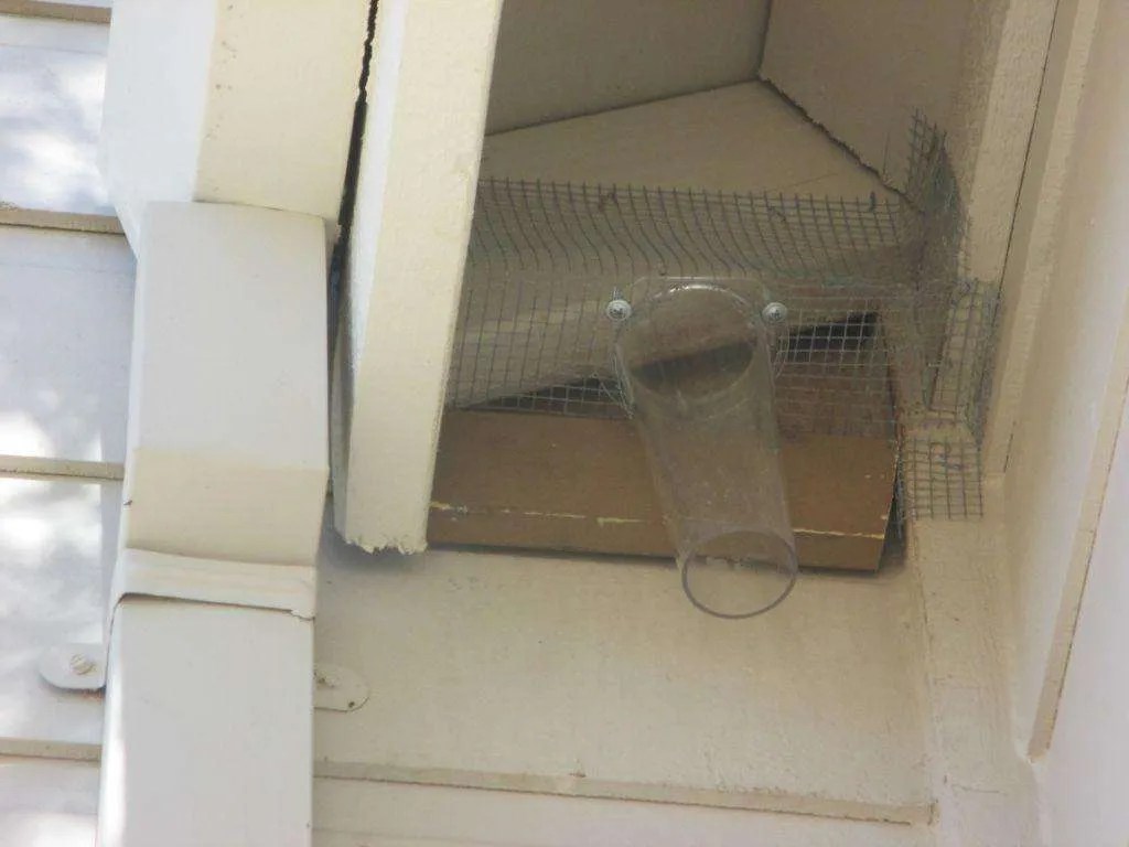 Bat Exclusion in Copperopolis Foothill Sierra Pest Control