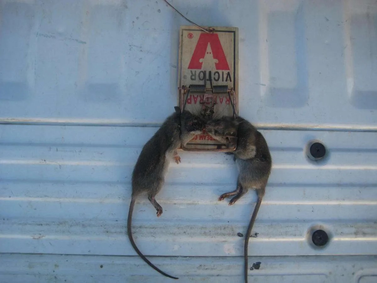 Vertebrate Control and Exclusion Archives Foothill Sierra Pest Control