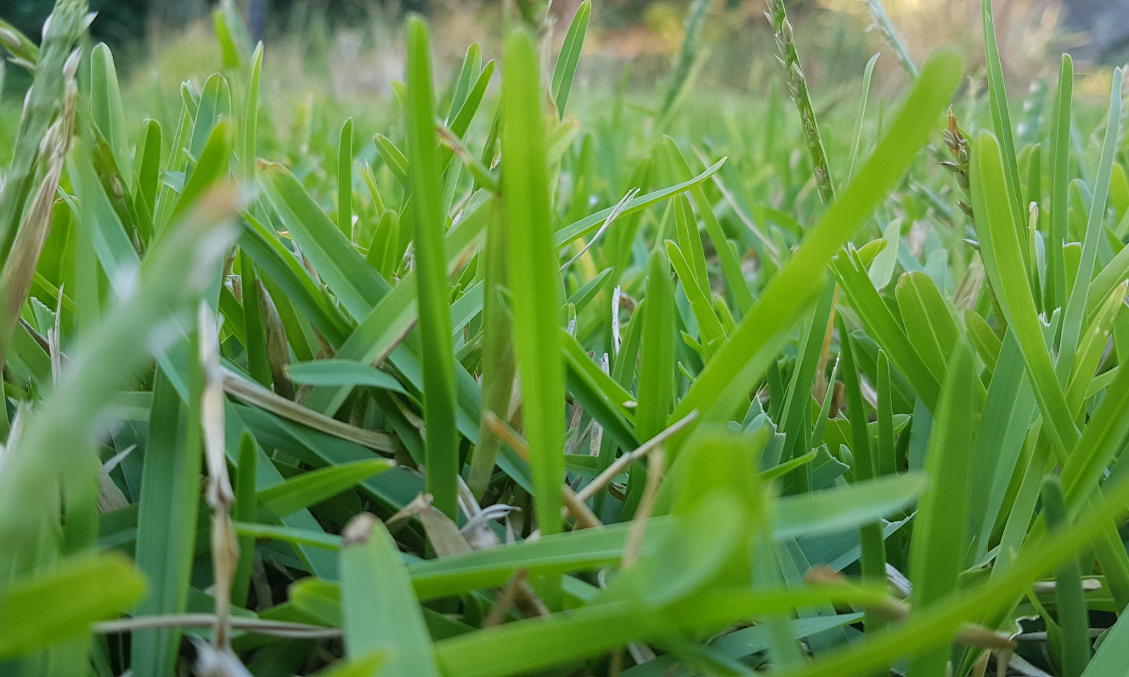 Which Type of Grass to Choose in a Desert Climate Colorado Springs