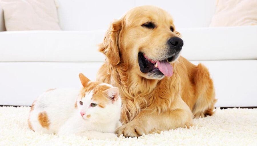 What Does Pet Insurance Cover What To Check Before You Buy