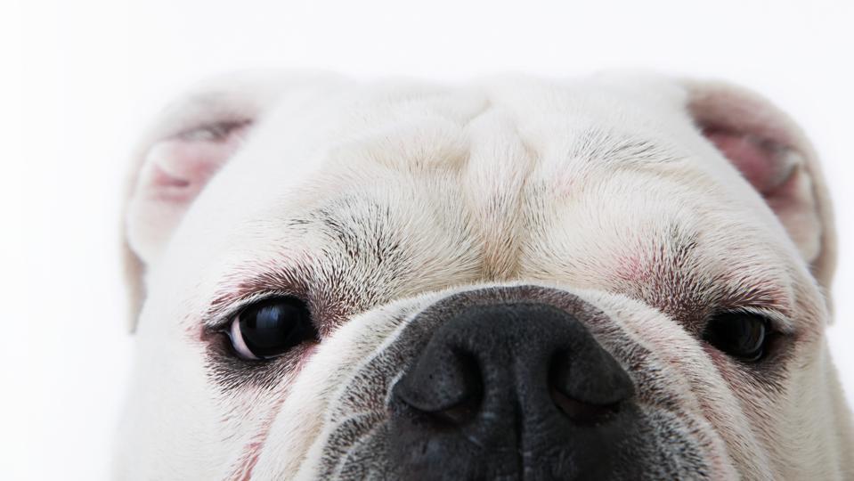 Best Pet Insurance Companies Of August 2021 Forbes Advisor
