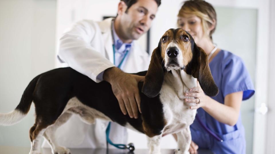 How Pet Medical Insurance Works Forbes Advisor