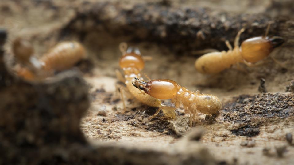 Is Termite Damage Covered By Homeowners Insurance? Forbes Advisor