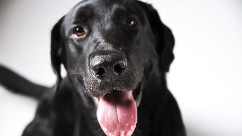 Pumpkin Pet Insurance Review 2022 Forbes Advisor
