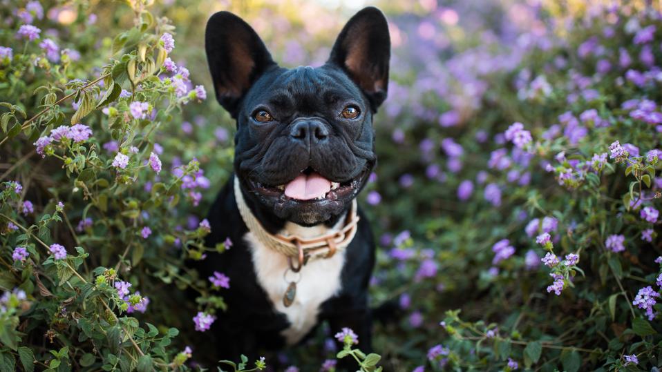 Common Health Issues For French Bulldogs Forbes Advisor