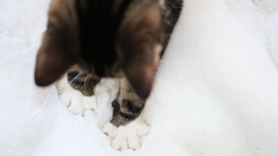 Why Do Cats Knead Or “Make Biscuits” On You? Forbes Advisor