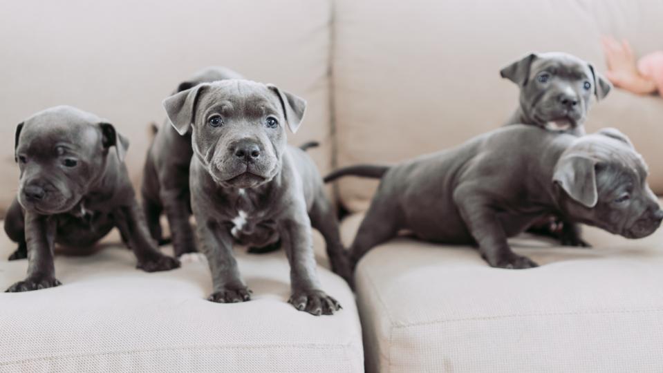 How Much Does A Dog Or Puppy Cost? Forbes Advisor