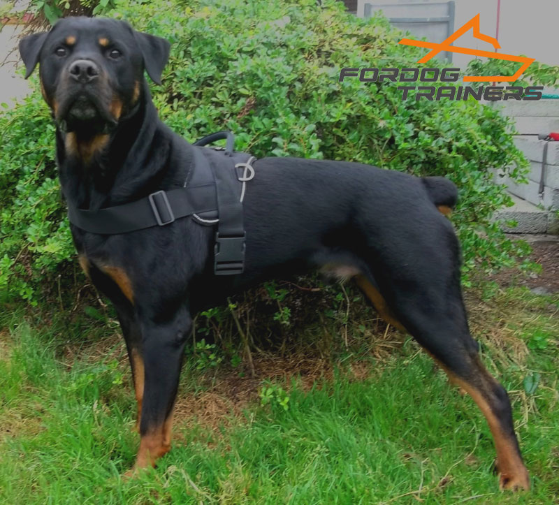 Rottweiler Dog Collars