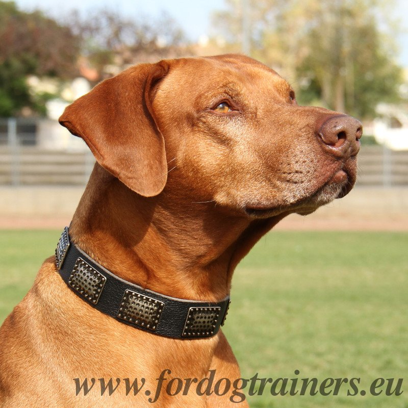 Plated Dog Collar for Large Dog €59.9