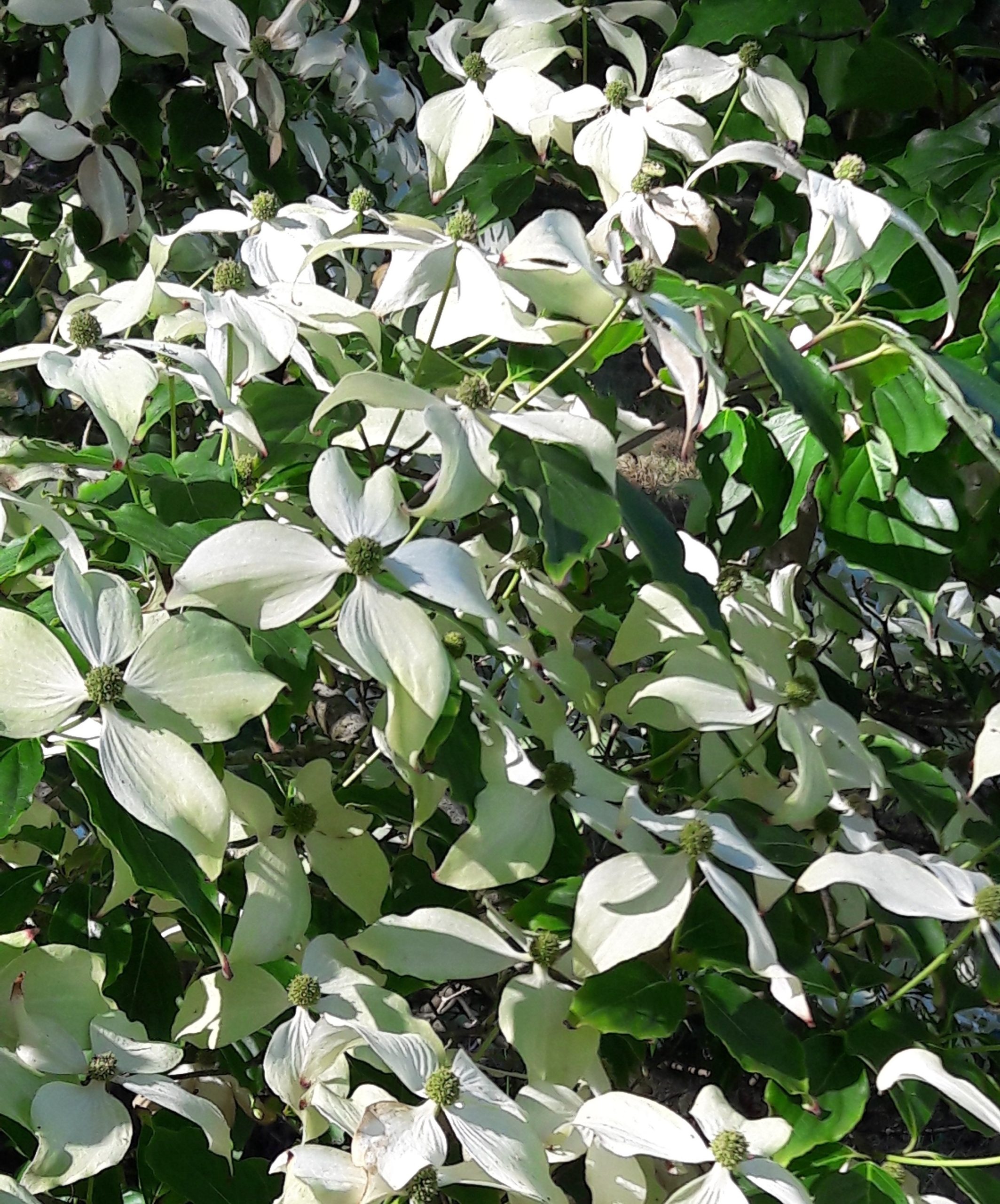 Eastern / Flowering Dogwood Seed Forestart