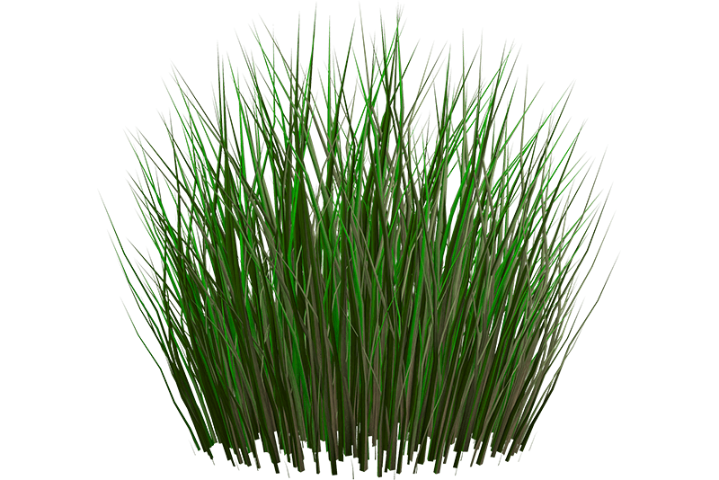 Nutgrass Forest Essentials