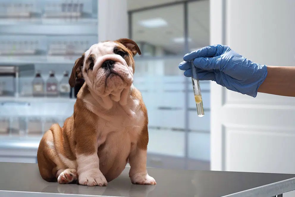 The importance of laboratory testing. Forest Hill Veterinary Hospital