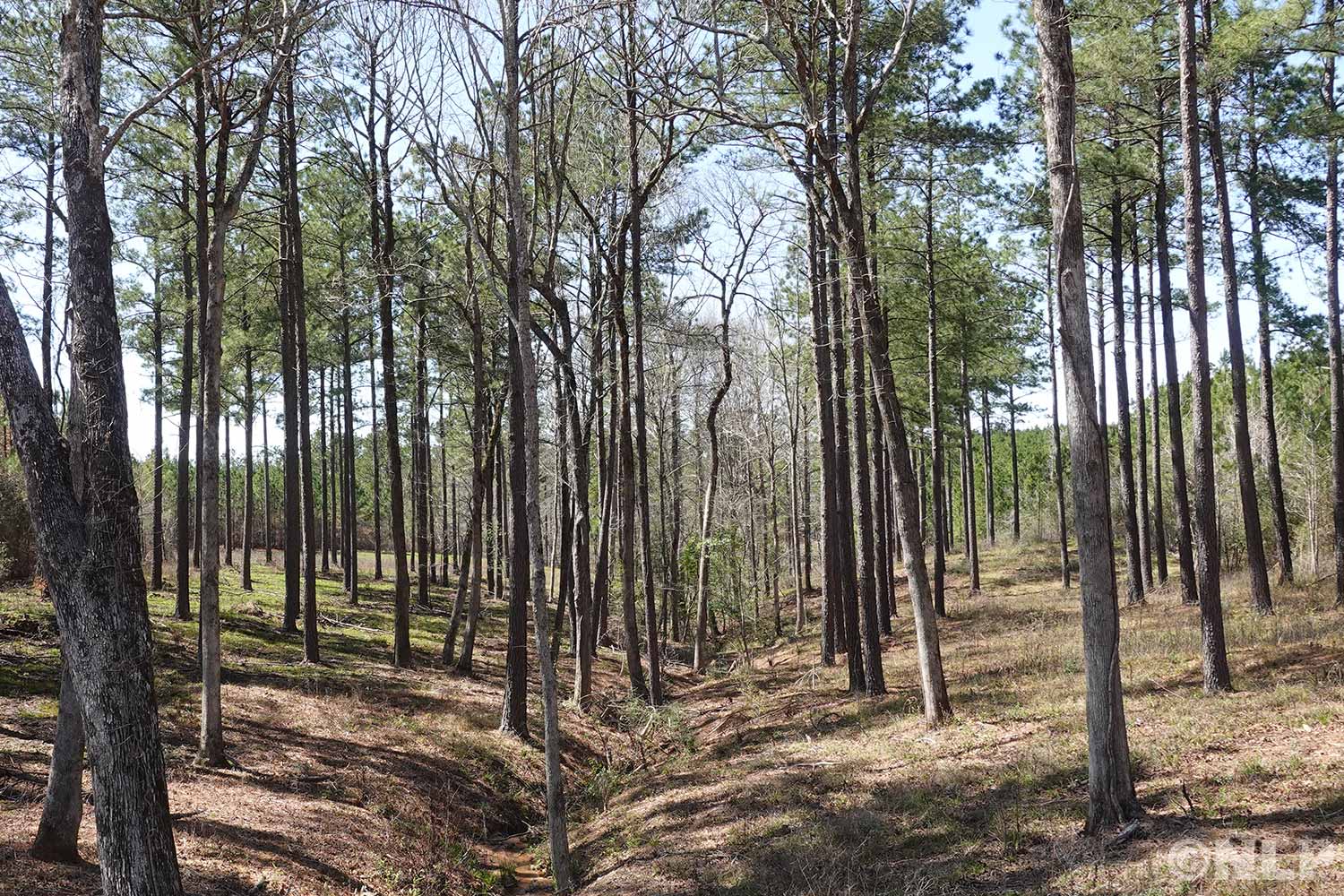 Forest Ridge Land Property Photo Gallery