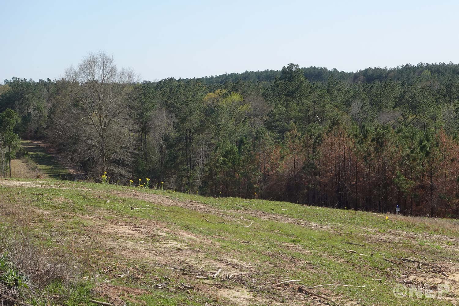 Forest Ridge Land Property Photo Gallery