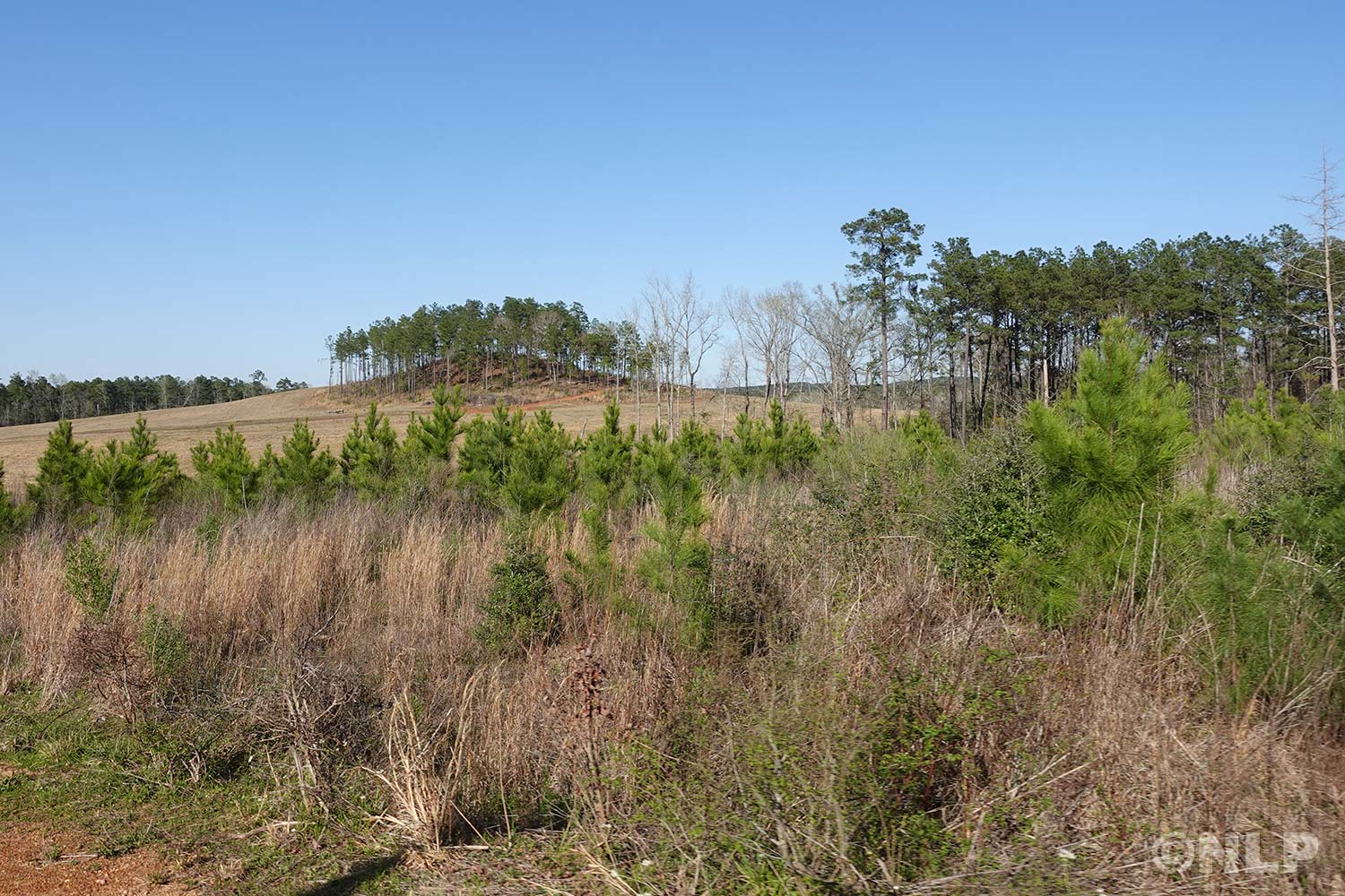 Forest Ridge Land Property Photo Gallery