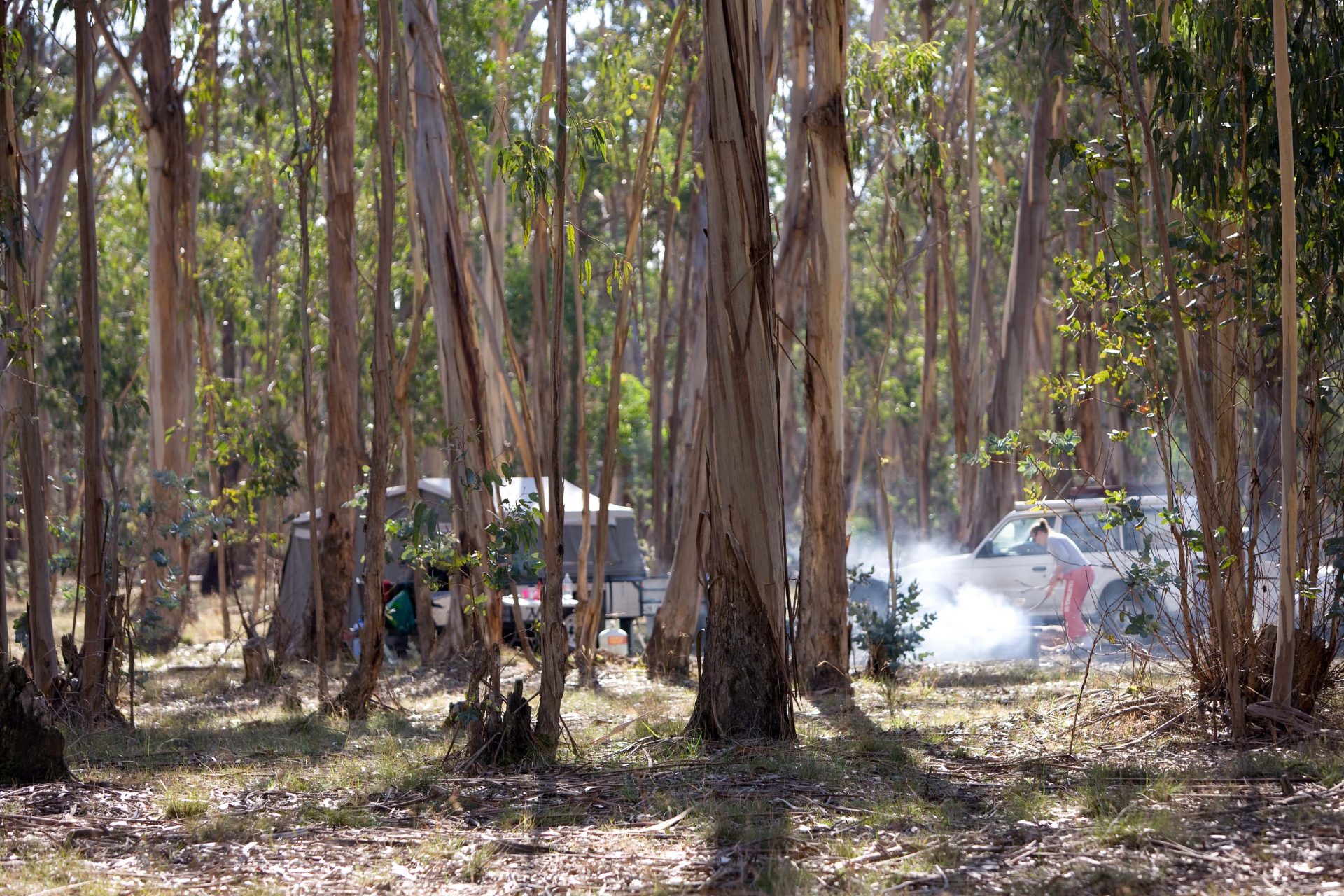 Chookarloo Campground ForestrySA