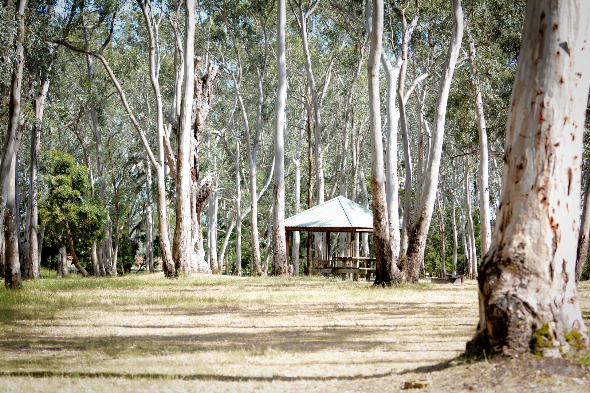 Chookarloo Campground ForestrySA
