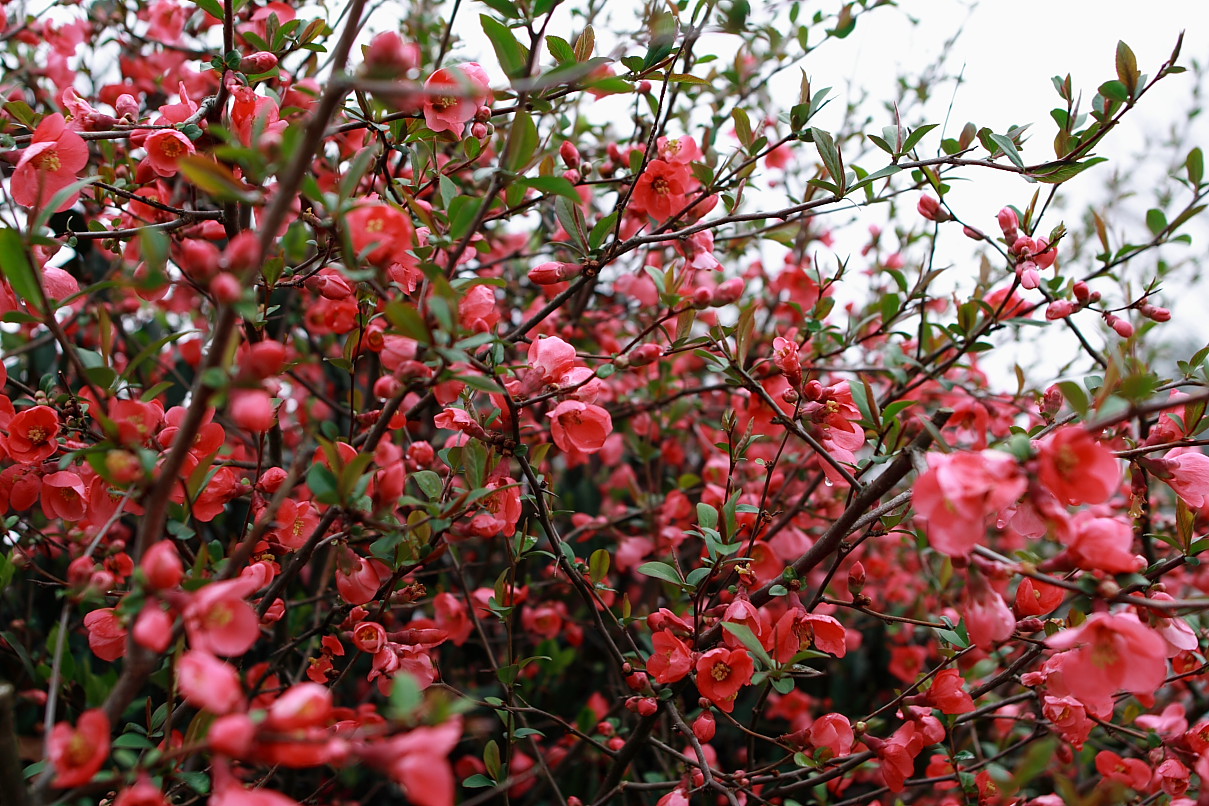 Red Flower Bush Flowers Free Nature Pictures by ForestWander Nature
