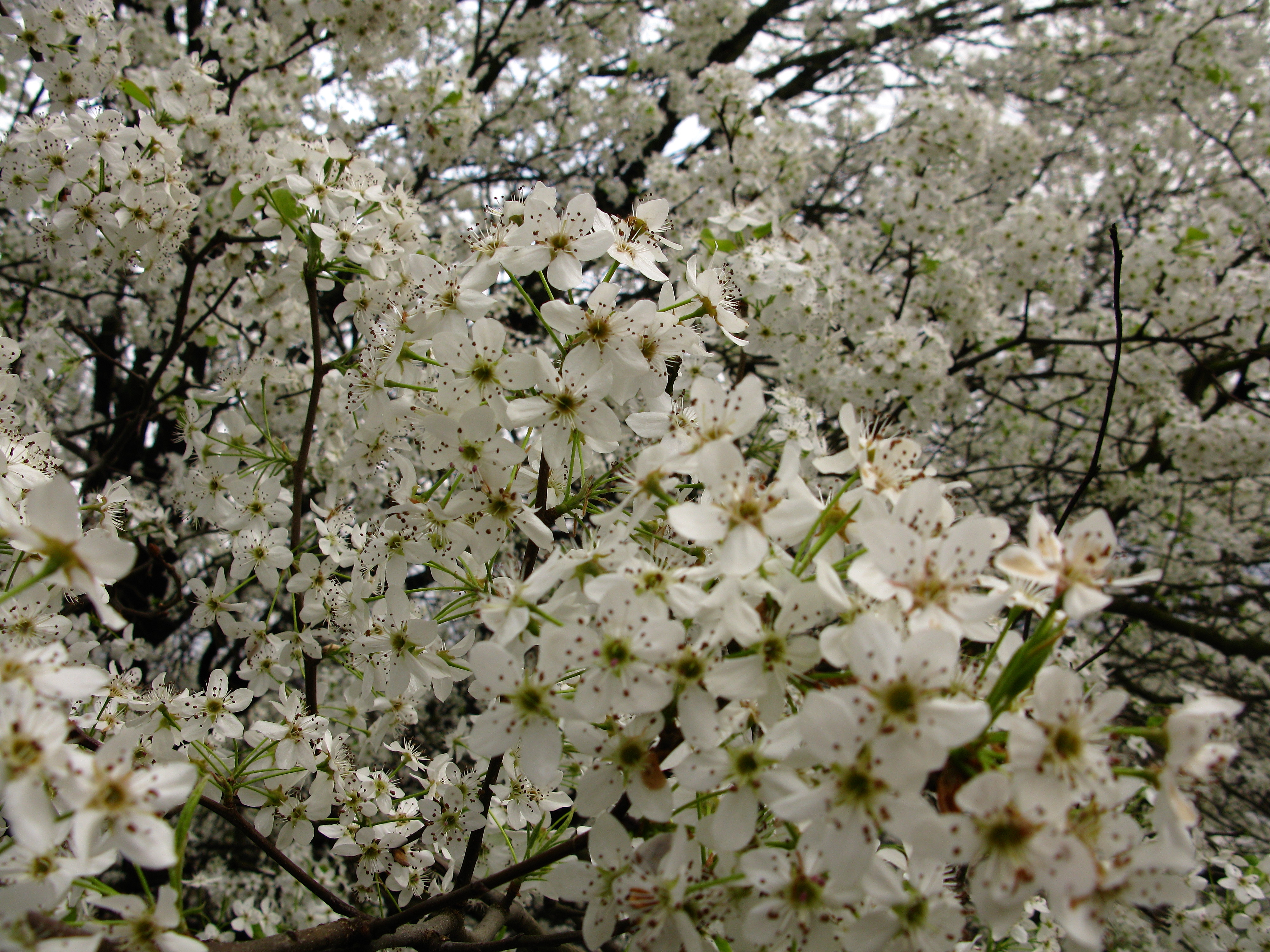 Macro White Flowering Tree Trees Free Nature Pictures by
