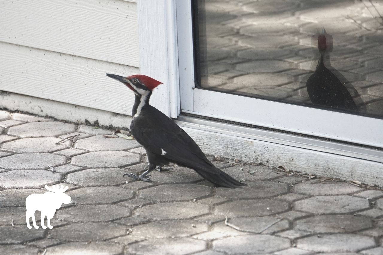 How To Stop Woodpeckers From Pecking Your House? — Forest Wildlife