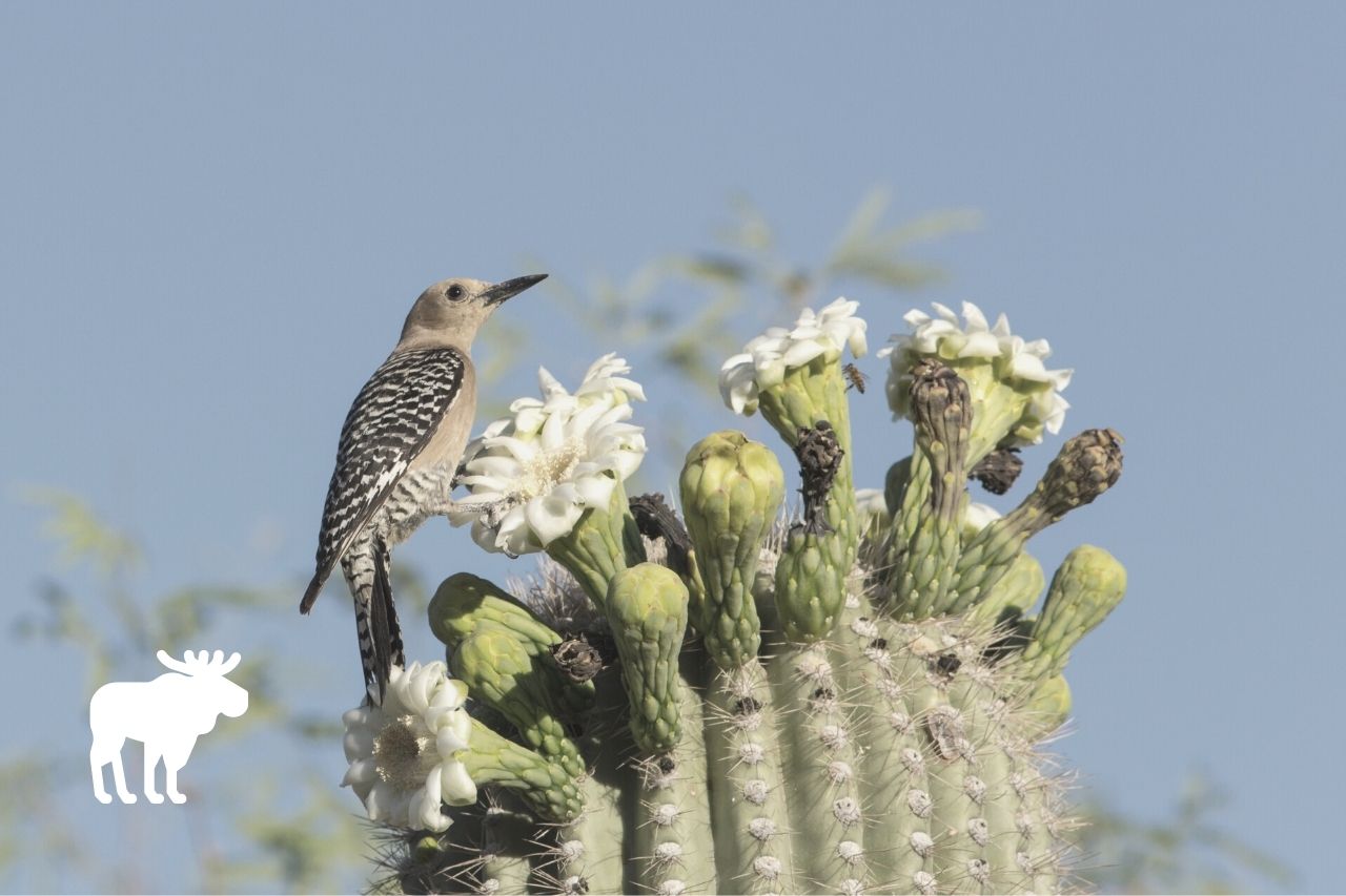 How To Stop Woodpeckers From Pecking Your House? — Forest Wildlife